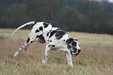 DOGUE ALLEMAND 675